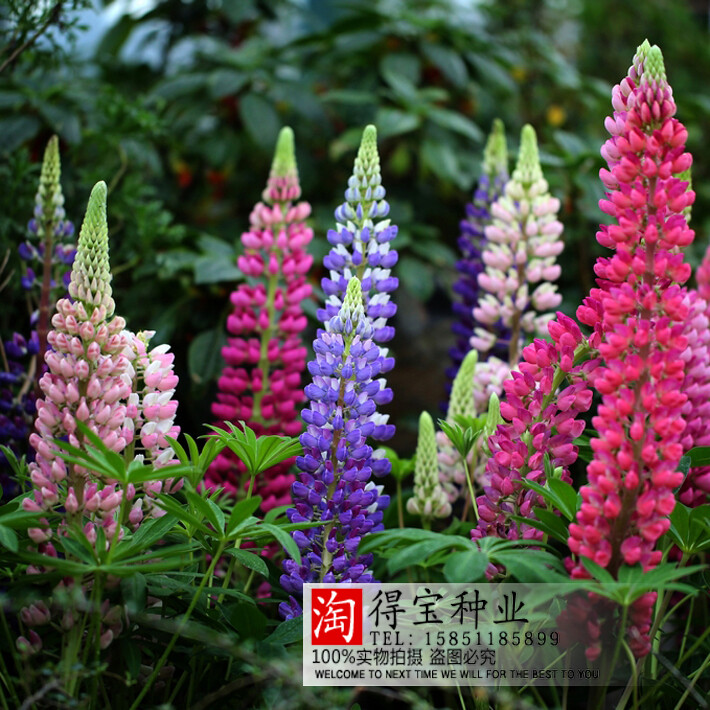 鲁冰花种子 庭院阳台盆栽四季易种花卉草花种子 羽扇豆春秋冬20粒