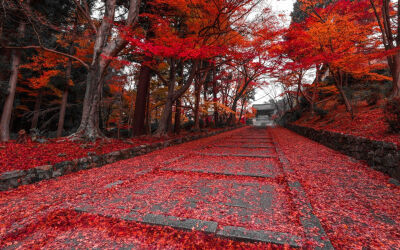 枫叶落满路