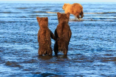 好有爱！阿拉斯加两只小熊手拉手等妈妈捕鱼归来