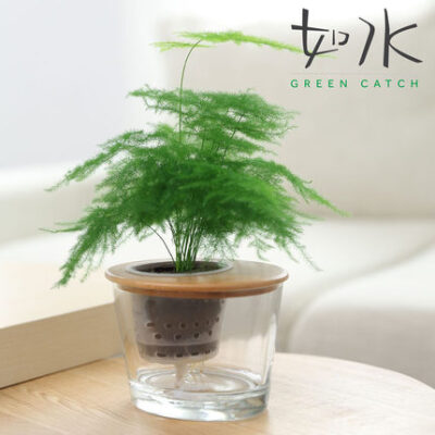 买盆栽买新如水好养盆栽 文竹 室内创意绿植水培植物/3:7能量棉土