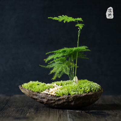 日式文竹盆栽苔藓微景观微型盆景生态桌面盆栽生日礼物茶道艺植物