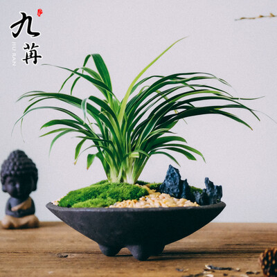 九苒中国风日式苔藓微型小品生态景观菖蒲兰草赤楠桌面禅茶艺盆栽