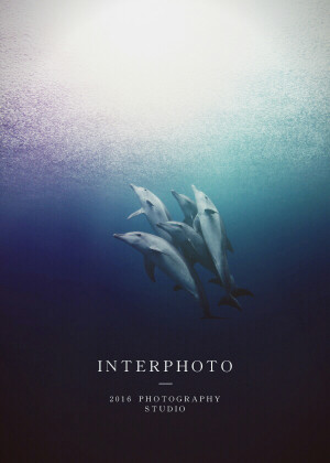 ♡Dolphins