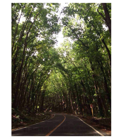 bohol 跳島遊中的人造森林，壯觀的小清新