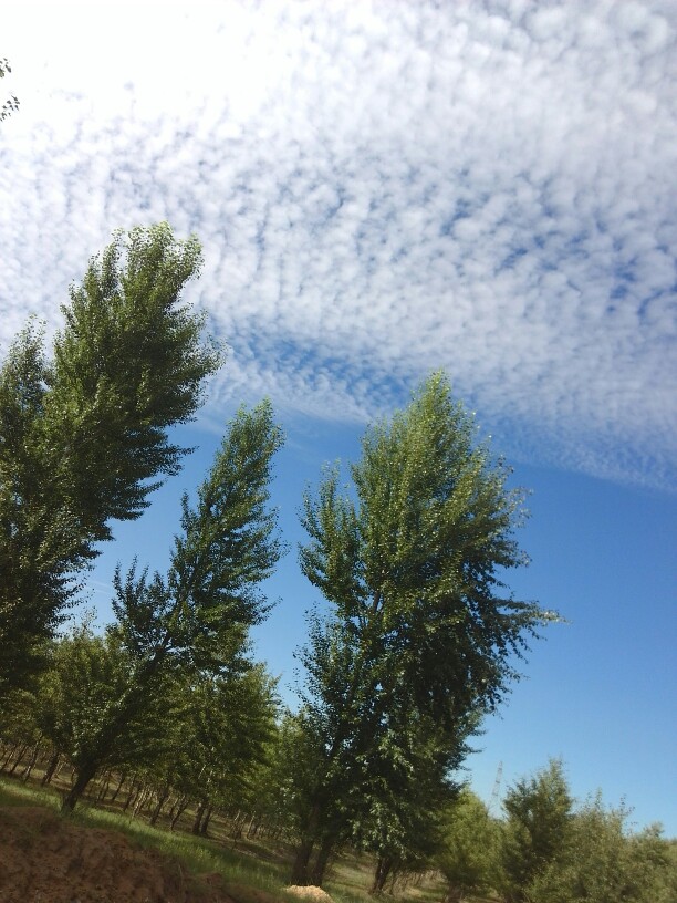 这不是草原，只是内蒙古的某个村子里的夏末秋初