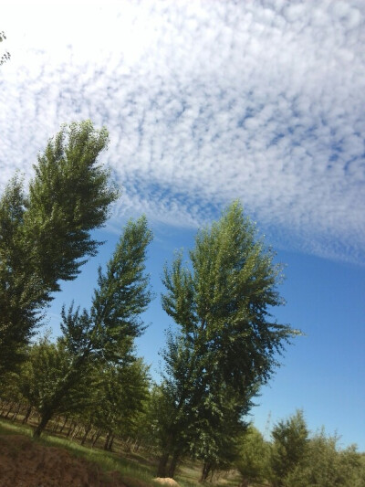 这不是草原，只是内蒙古的某个村子里的夏末秋初