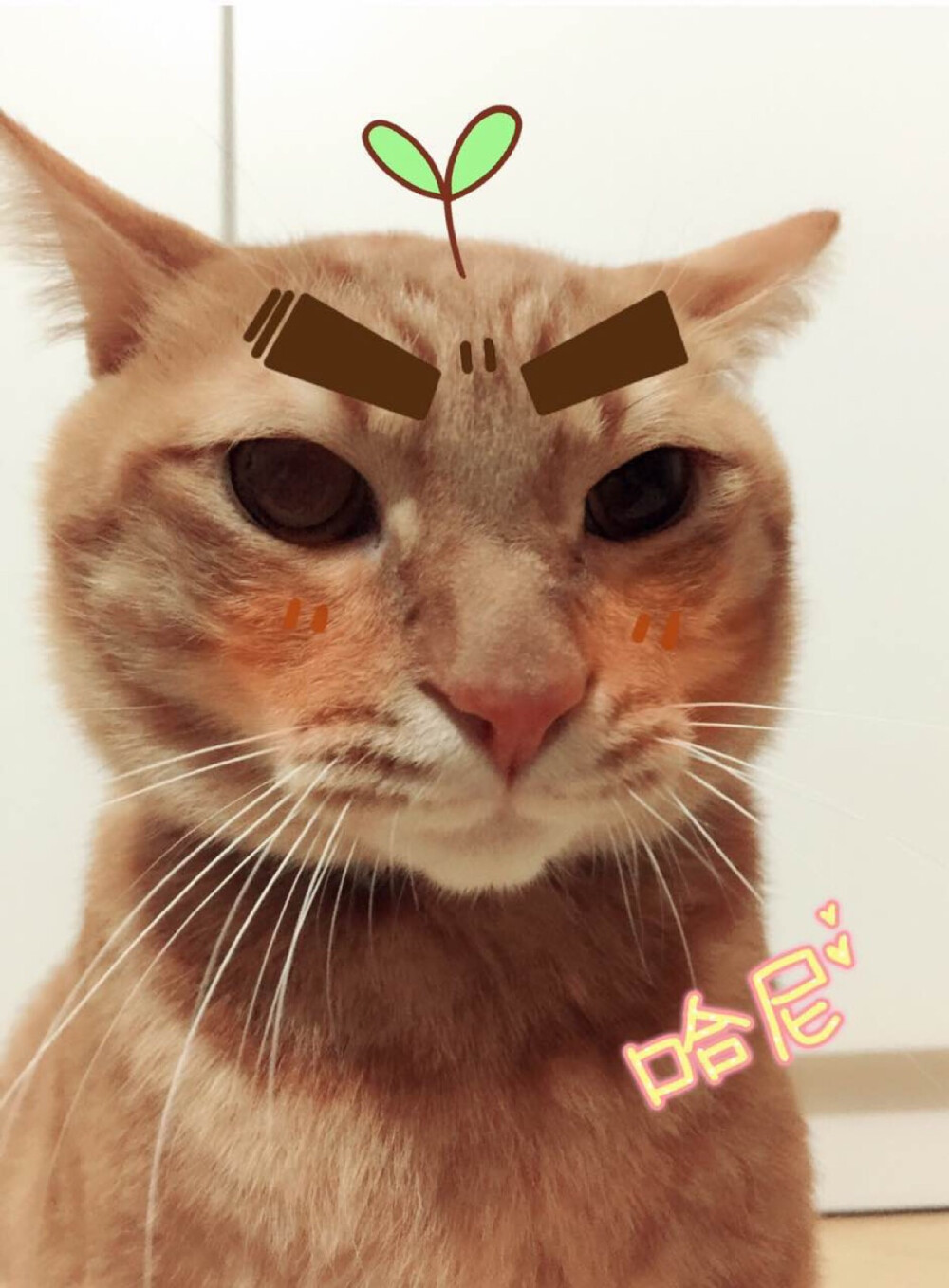 一不小心霸气外露