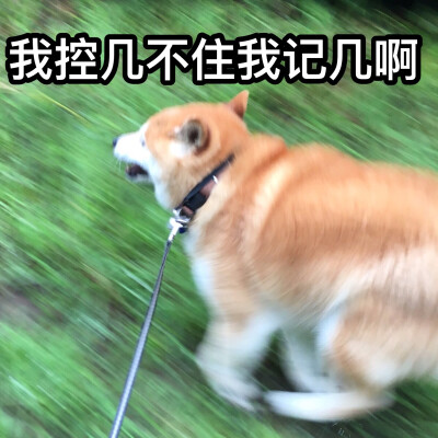 【柴犬】【表情包】【情头】【逗比】【搞笑】