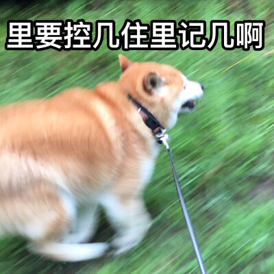 【柴犬】【表情包】【情头】【逗比】【搞笑】