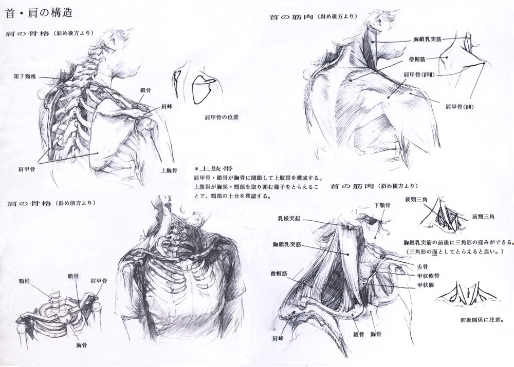 绘画教程人体素描