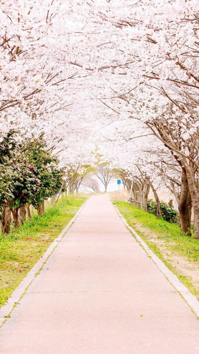 小清新 壁纸 聊天背景图 植物 花草