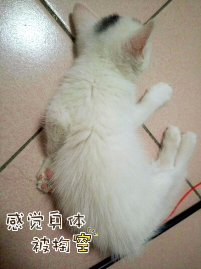 我已经是只废猫了