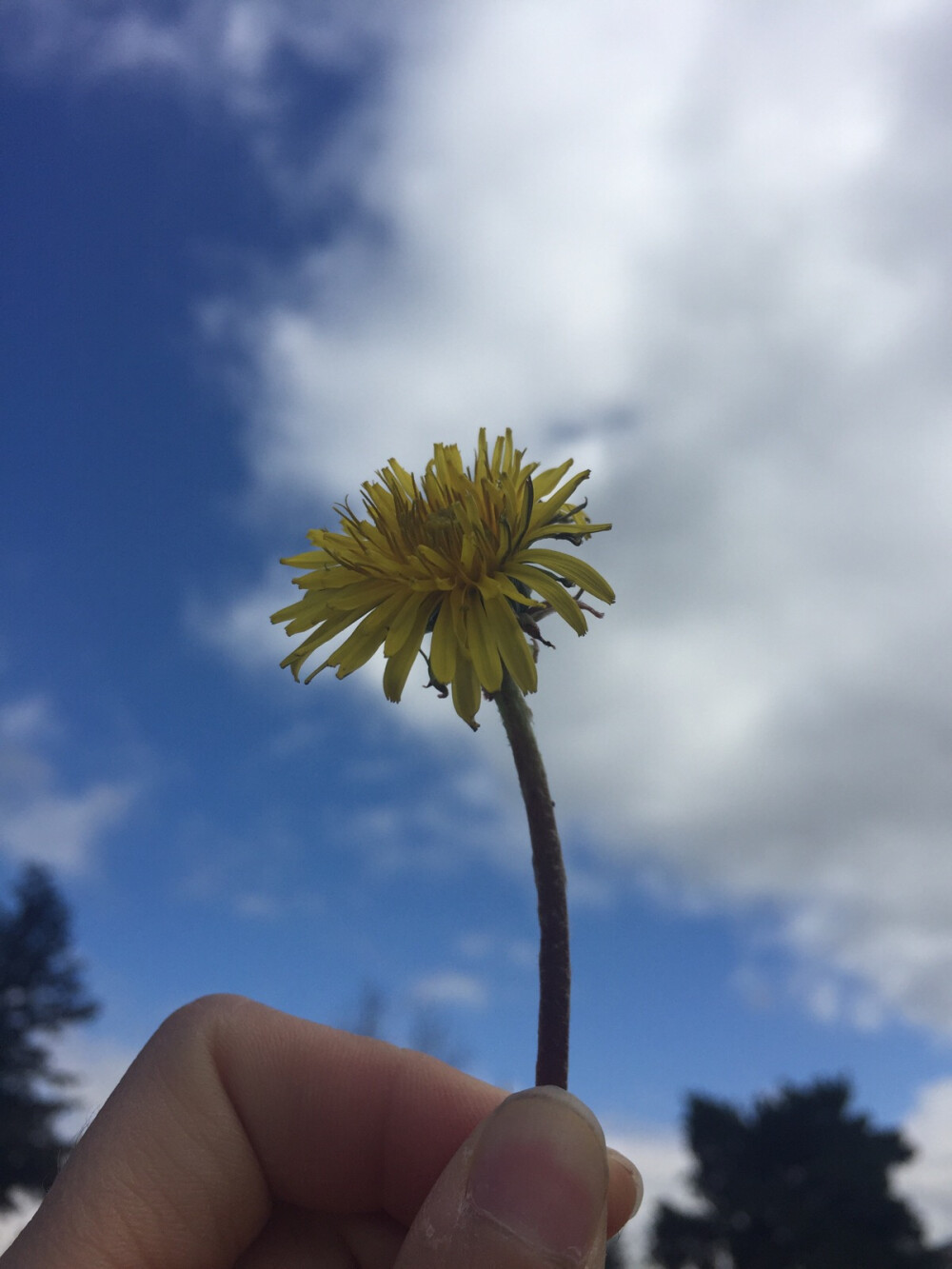 路摘小野菊