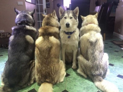 总是有一只这么特立独行