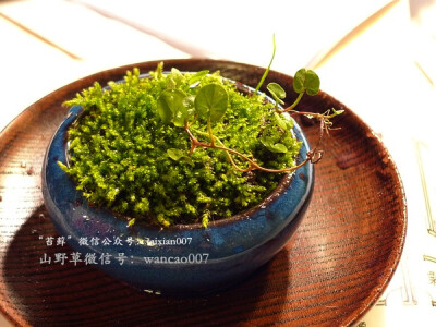 苔藓作品