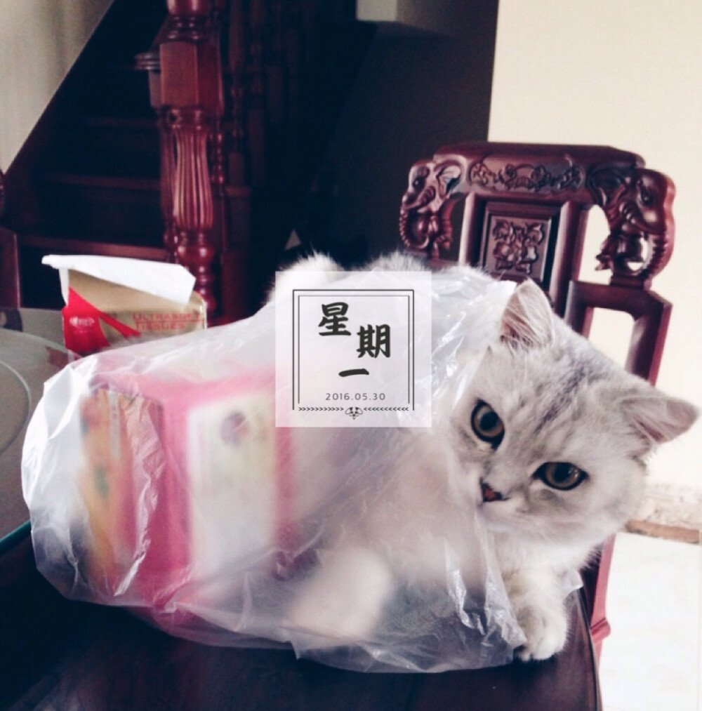 我就说塑料袋是抓猫神器吧