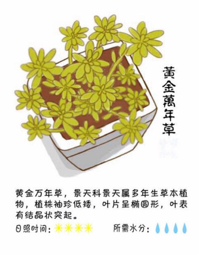 黄金万年草