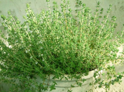 百里香（学名：Thymus mongolicus Ronn），半灌木，叶为卵圆形，花序头状，花萼管状钟形或狭钟形，花冠紫红、紫或淡紫、粉红色，花期7-8月，小坚果近圆形或卵圆形。可作为食材，欧洲烹饪常用香料，味道辛香，用来加…