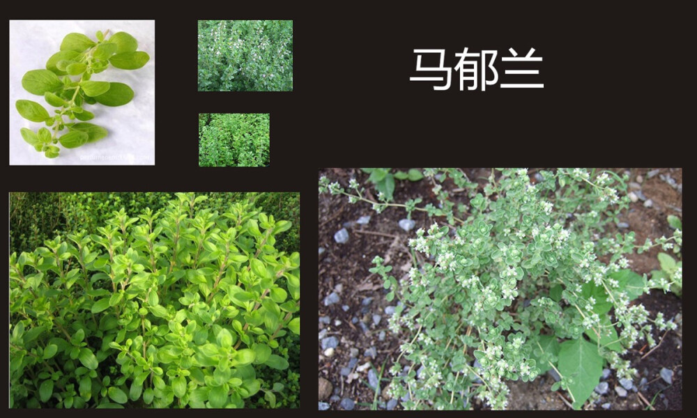 马郁兰（学名：Origanum majorana L.）是原产于旧大陆的有香味的多年生草本植物的名称。可以作为烹饪中的调味剂。野生马郁兰（Wild marjoram），或者叫做盆栽马郁兰（pot marjoram）可长至30到76厘米高。宽大的叶子为椭圆状，花簇多稀疏，呈粉紫色。这种植物常见于美国东部地区的野地里和路边，并可以制成牛至香料。
中文学名
马郁兰
拉丁学名
Origanum majorana
别称
墨角兰、马娇莲、甘牛至、牛藤草、茉乔挛那、叶沃刺那、香花薄荷