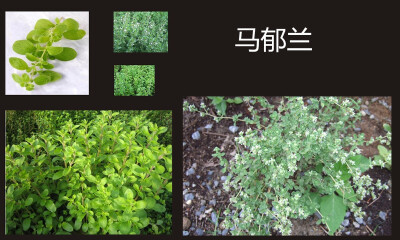 马郁兰（学名：Origanum majorana L.）是原产于旧大陆的有香味的多年生草本植物的名称。可以作为烹饪中的调味剂。野生马郁兰（Wild marjoram），或者叫做盆栽马郁兰（pot marjoram）可长至30到76厘米高。宽大的叶子…