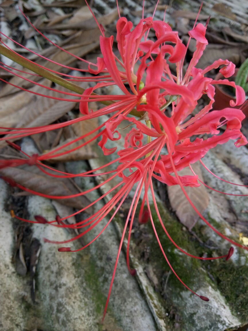 欧尼家的彼岸花终于开惹，美美哒~