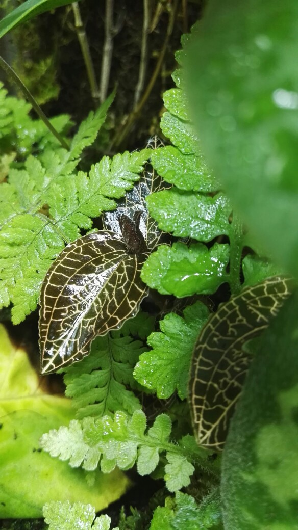 金线莲 雨林缸