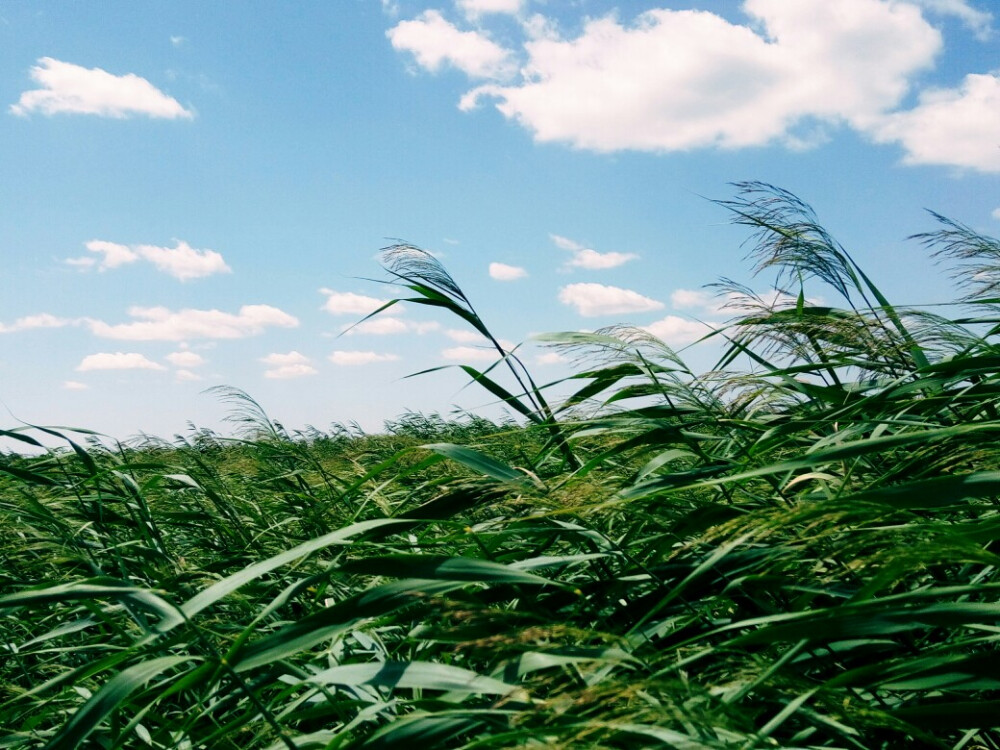 蘆葦悠悠