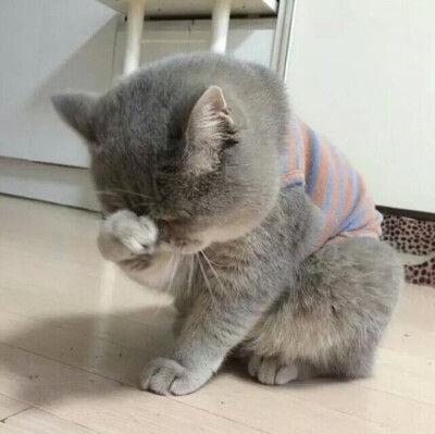 一只胖到忧桑的喵