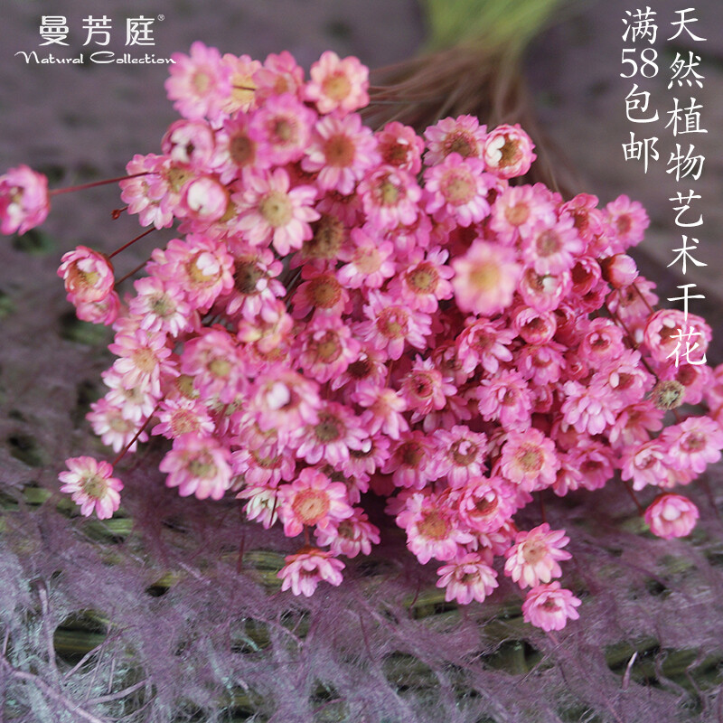 小星花 天然干花真花文艺小清新小雏菊巴西小星花装饰花束家居