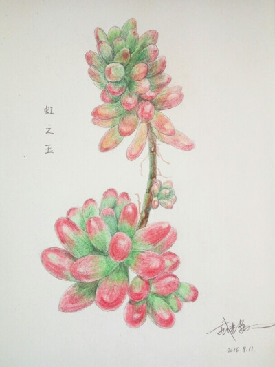 绘画，多肉植物