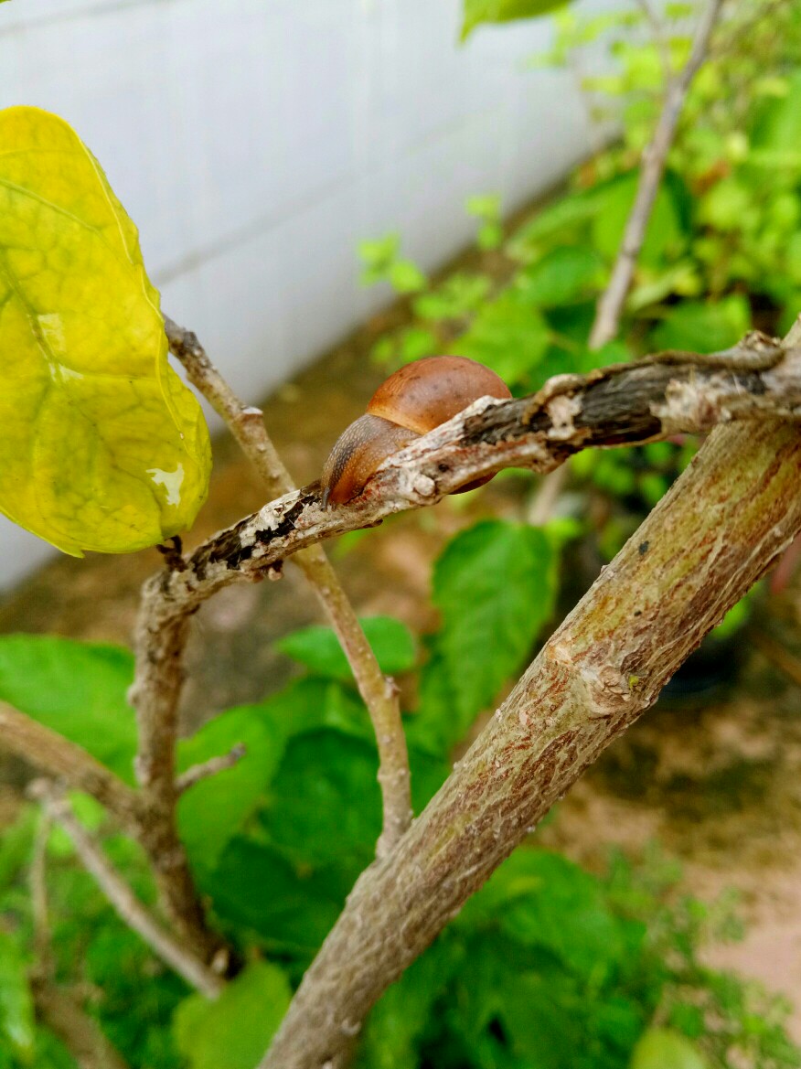 雨后，蜗牛出没