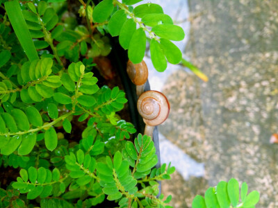 雨后，蜗牛出没