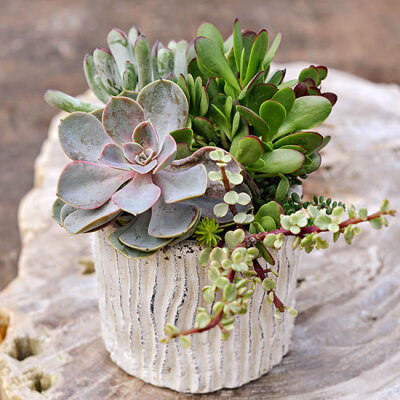 Consider Succulents
Romantic and earthy, succulents add natural beauty to reception tables. Succulents are inexpensive and easy to care for. To get the look, arrange a variety of succulents in neutral…