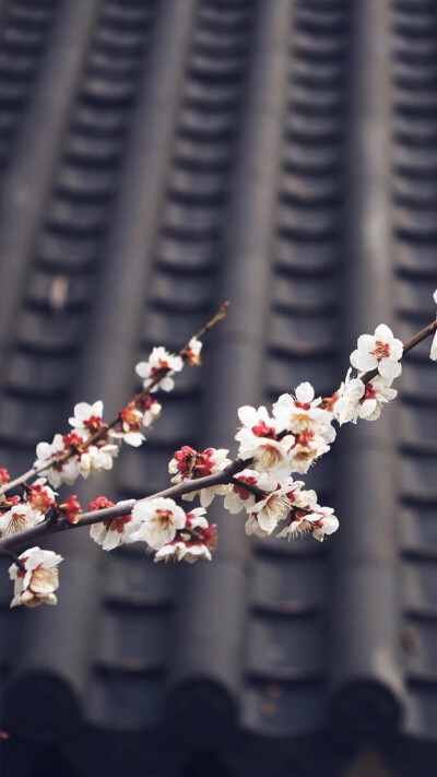 古风，樱花壁纸