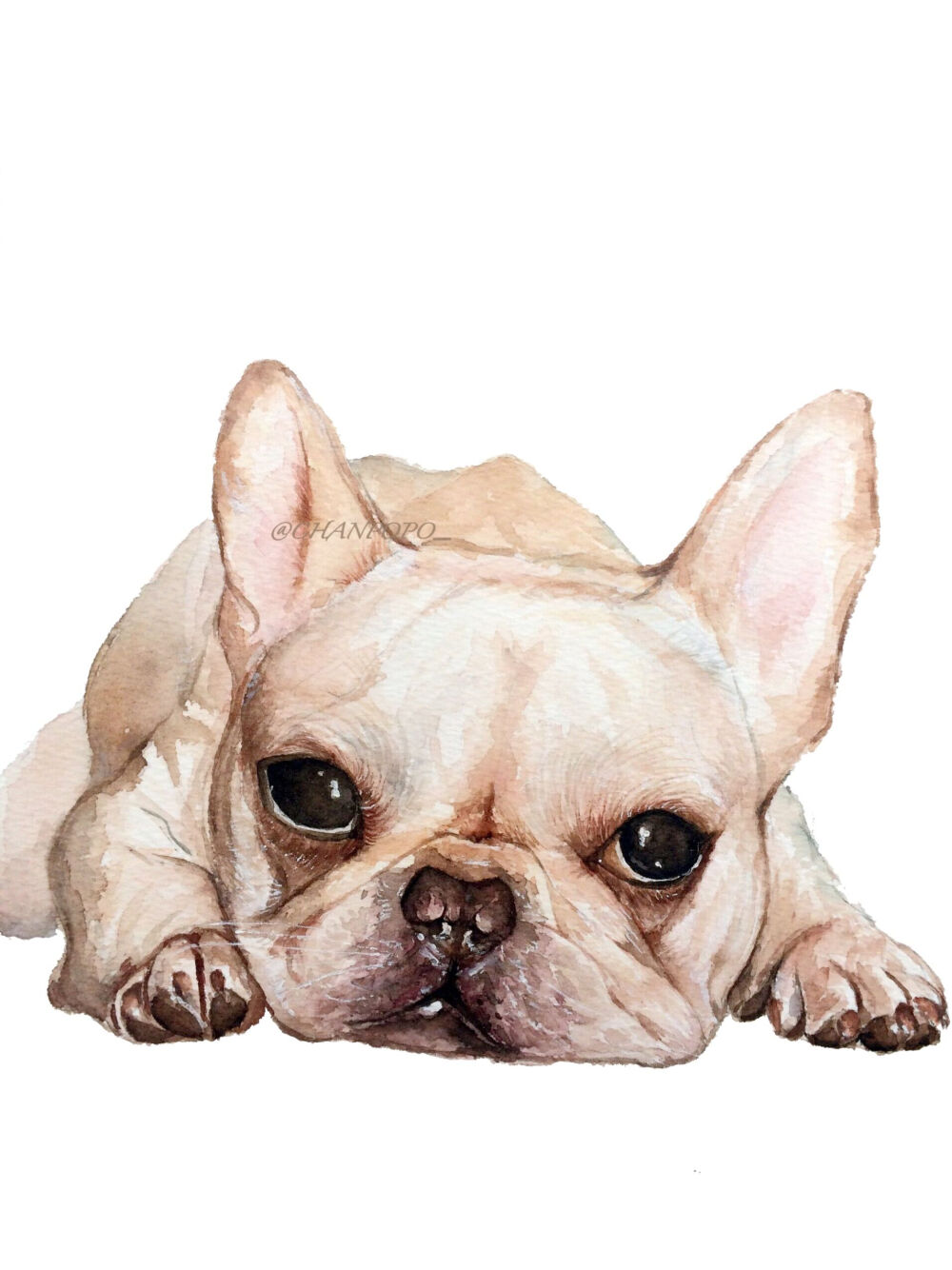 水彩 手绘 绘画 插画 动物 宠物 法国斗牛犬 狗狗