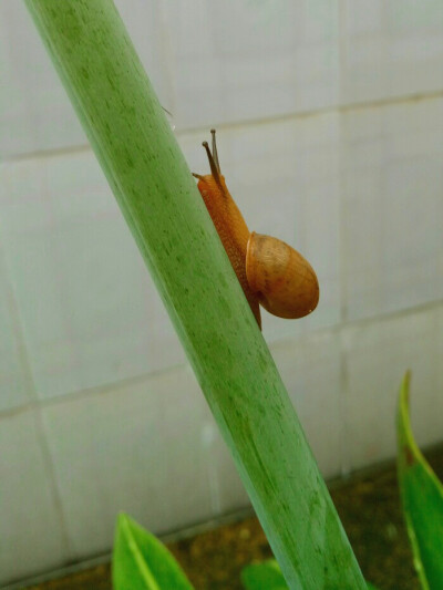 雨后，蜗牛出没