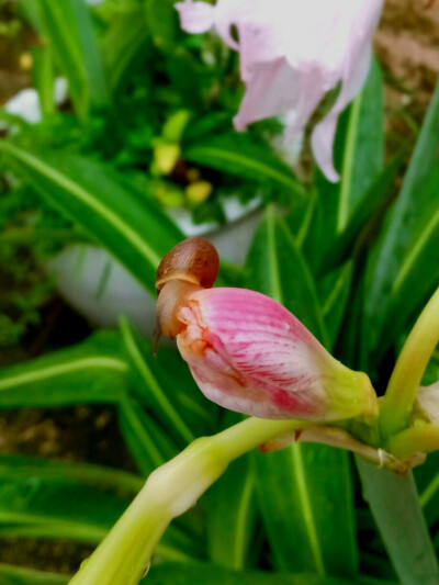 雨后，蜗牛出没