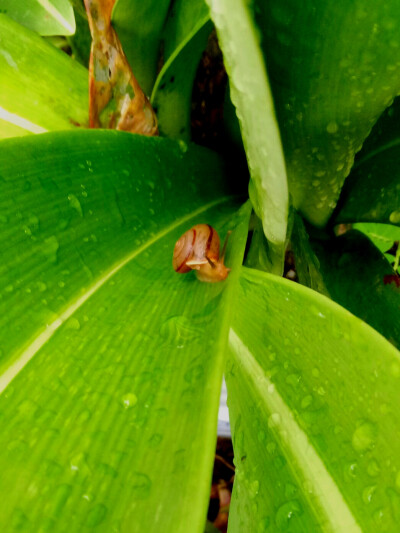 雨后，蜗牛出没