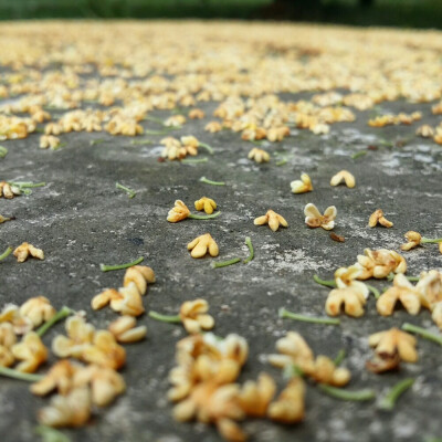 又是一年桂花香