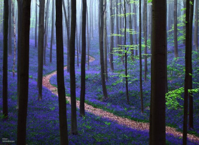  距离比利时布鲁塞尔南部仅30分钟路程，这里有一个名为Hallerbos的森林，每年的春季时节，森林的地面上都长满了美丽的风信子，仿佛为地面铺上了一层蓝色的地毯 。德国摄影师Kilian  Schönberger前些时间深入森林，捕…