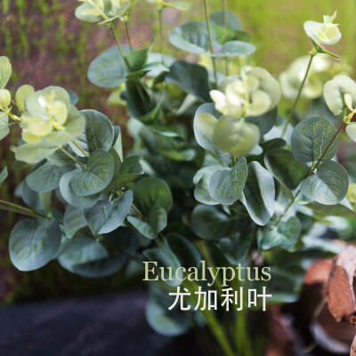 Eucalyptus 仿真假花植物尤加利叶金钱叶欧法园艺样板间装饰花