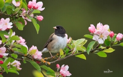 花与鸟