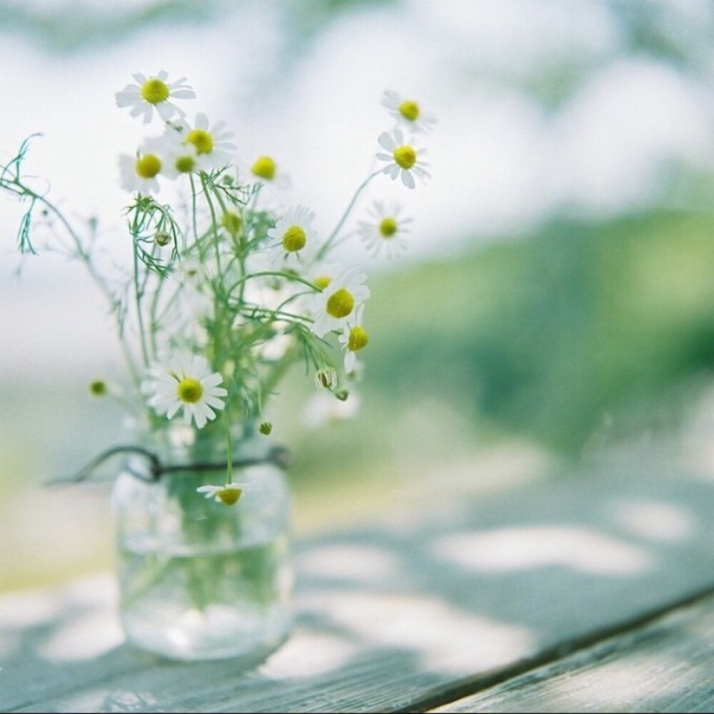 小白菊