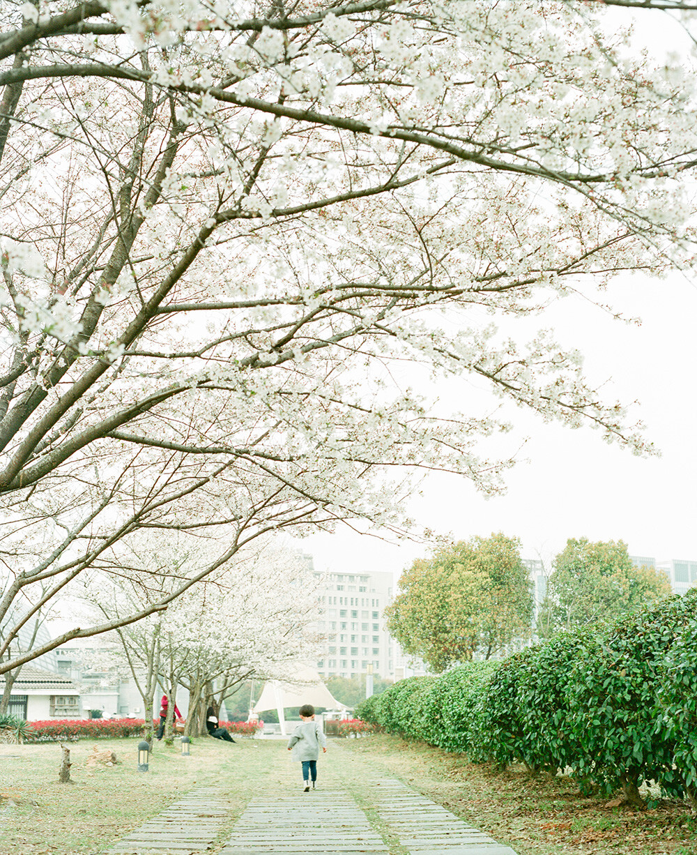 By PENTAX67II 105MM F2.4