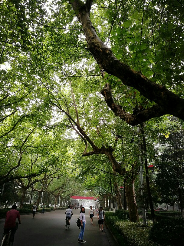 南京大学✔