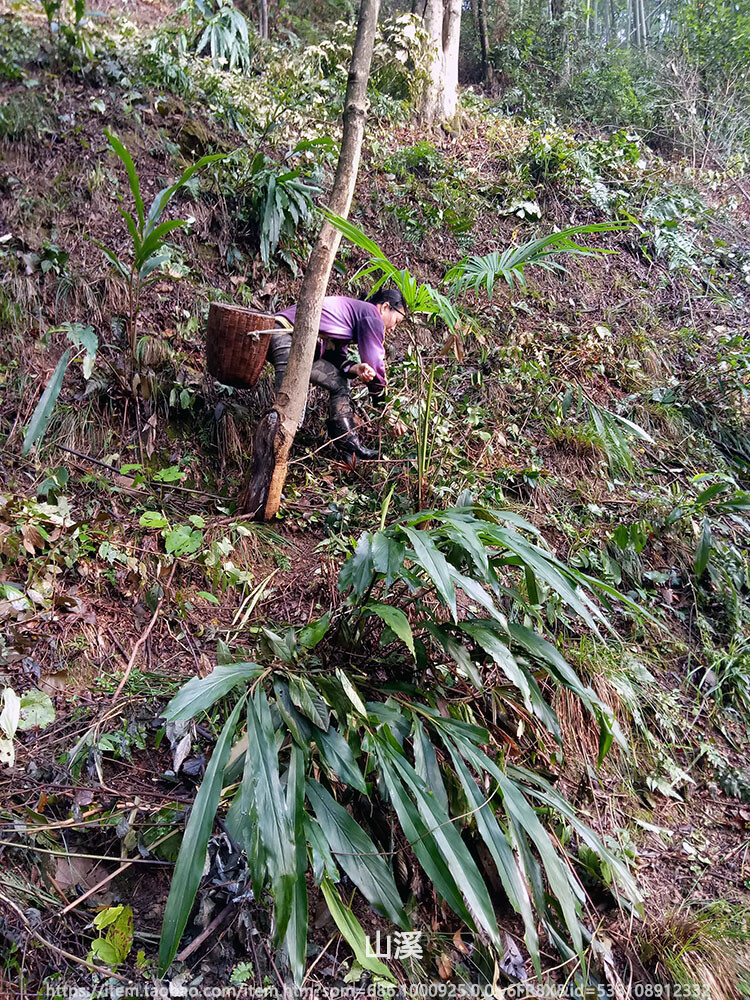 小时候天还没亮，背着小背篓，打着哈欠，跟在父母后面，踏着清露，上山捡核桃