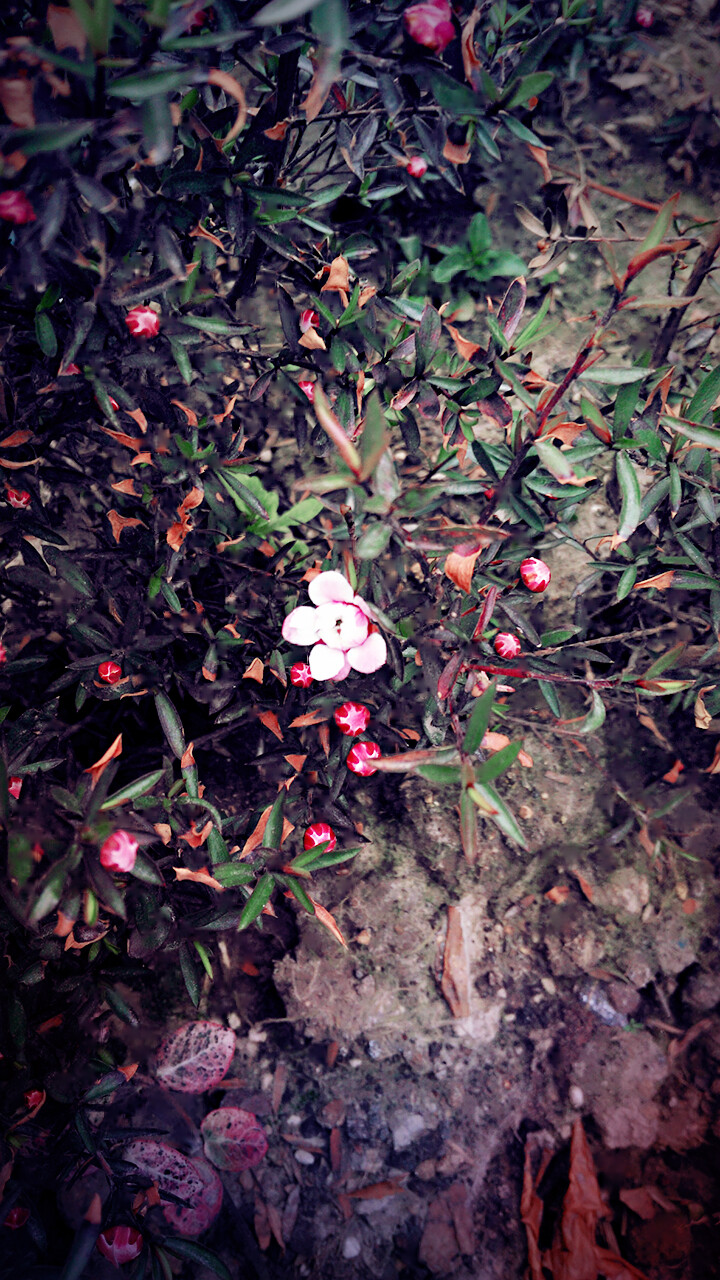 陌上花开
（背景，壁纸）