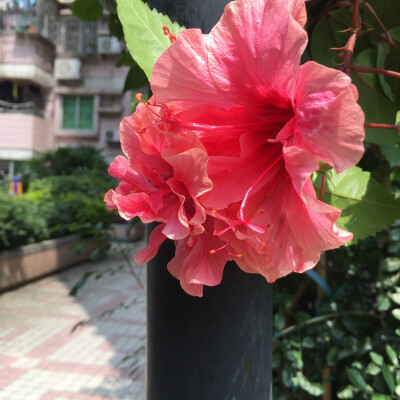 大红花
