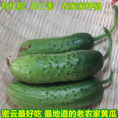 有机蔬菜小黄瓜七寸黄瓜甜秋黄瓜大宝宝辅食新鲜脆甜现摘速达500g