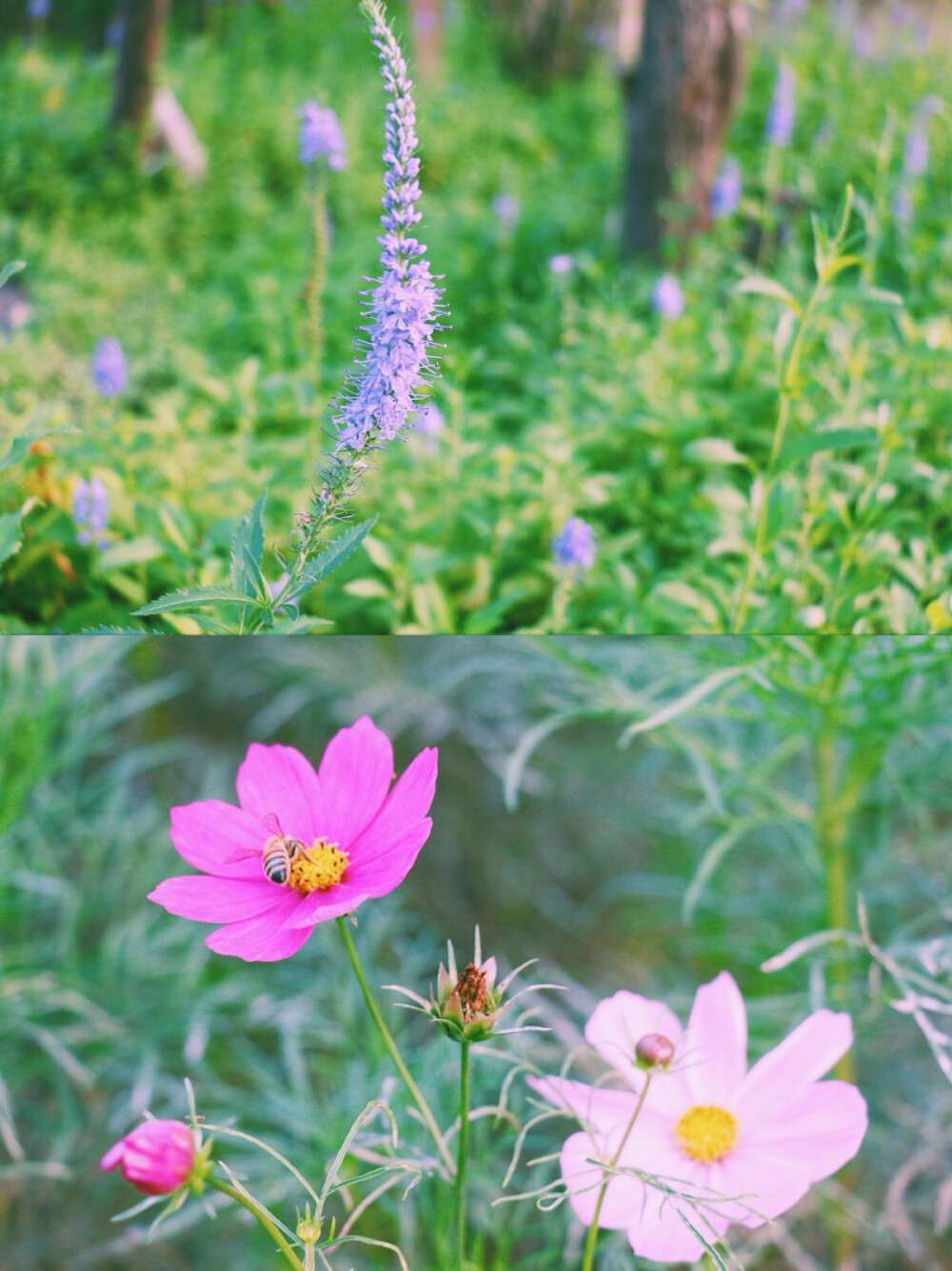 【拍花花草草】